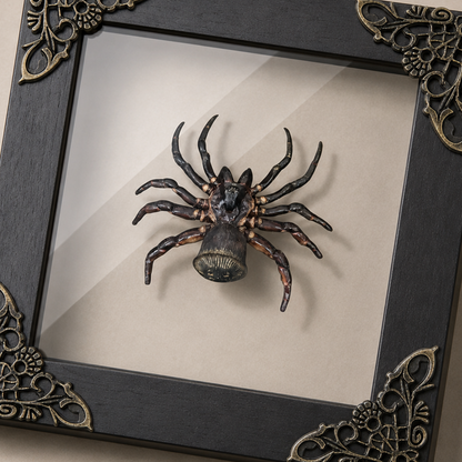 Frame Spider Tarantula Cyclocosmia Ricketti Taxidermy Artwork Oddities Curiosities Home Gothic Decor K12-106-DE