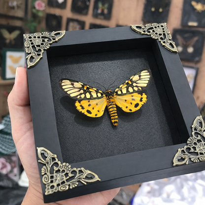 Framed Yellow Moth Taxidermy Real Tiger Moth Insect Bug Art Gothic Decor Entomology Gift K12-124-TR