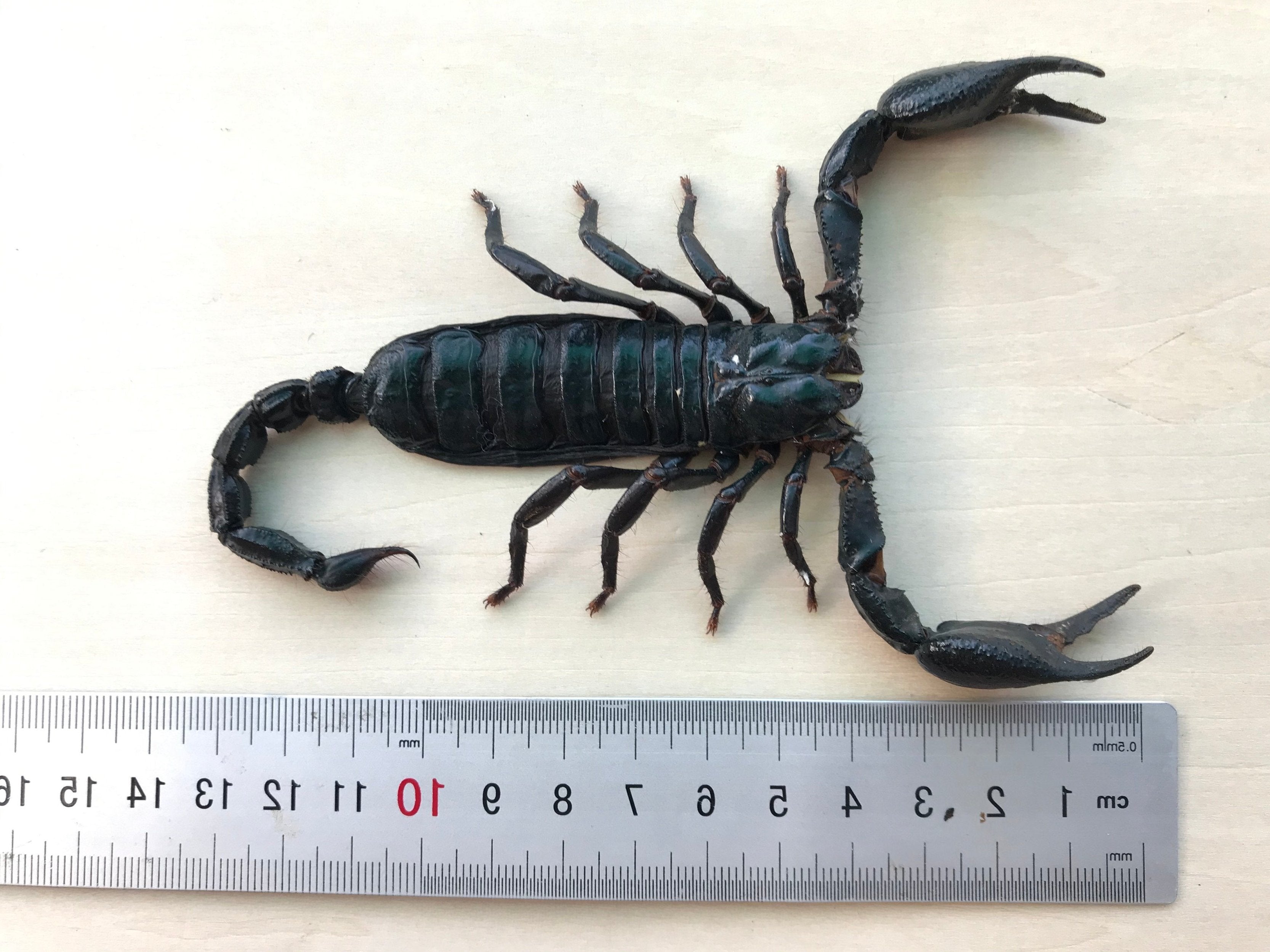 Real Giant Scorpion 7" Mounted Dried Beetle Dead Insect Bug Entomology Taxidermy Oddity