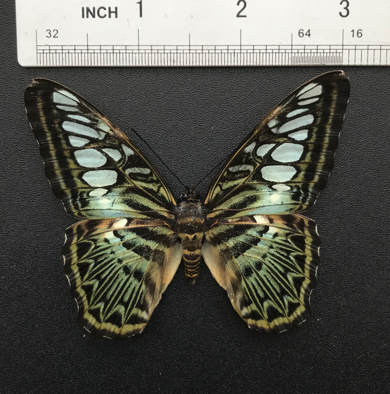 Real Butterfly Specimen, Clipper Parthenos sylvia, Butterfly Taxidermy Open wings, Insect Entomology Display, Décor