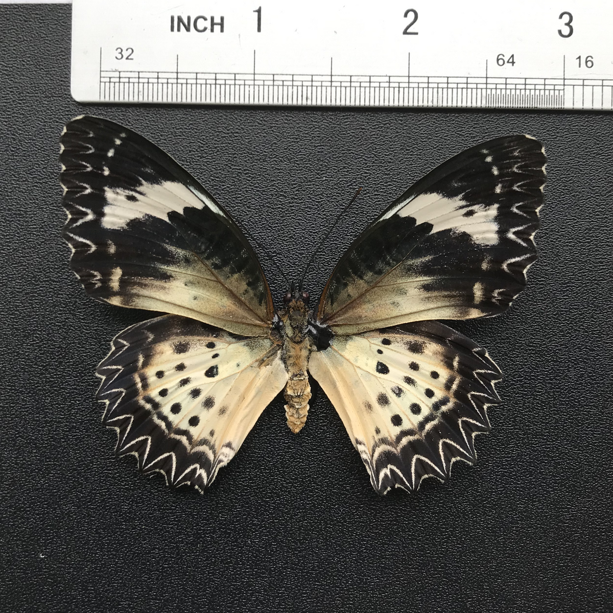 Real Butterfly Specimen, Leopard Lacewing, Butterfly Taxidermy Open wings, Insect Entomology Display, Décor