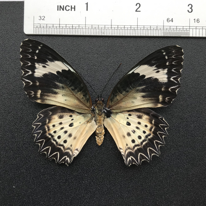 Real Butterfly Specimen, Leopard Lacewing, Butterfly Taxidermy Open wings, Insect Entomology Display, Décor