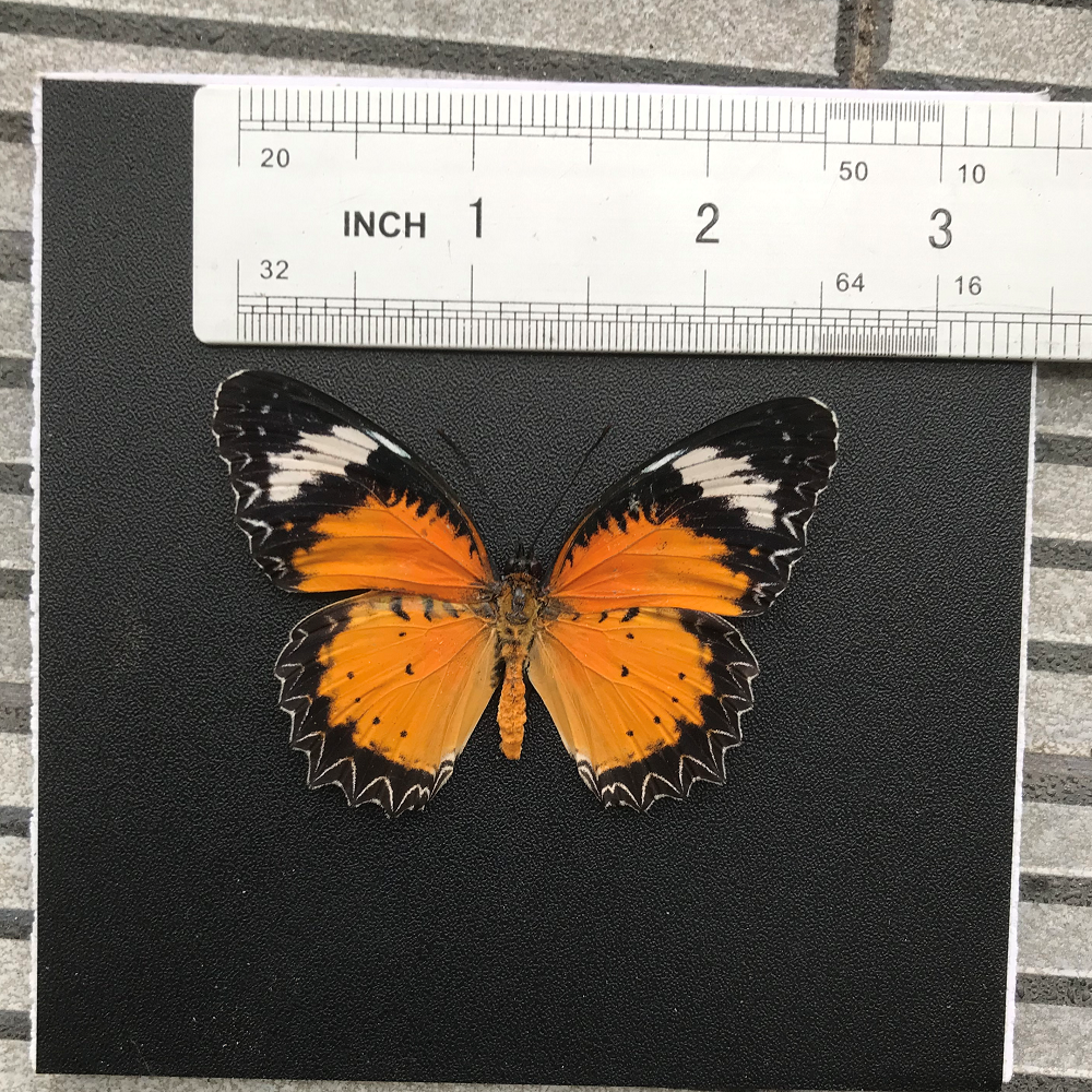 Real Butterfly Specimen, Male Leopard Lacewing, Butterfly Taxidermy Open wings, Insect Entomology Display, Décor