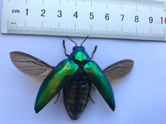 Real Metallic Green Beetle Specimen, Insect Bug Taxidermy Open wings, Insect Entomology Display
