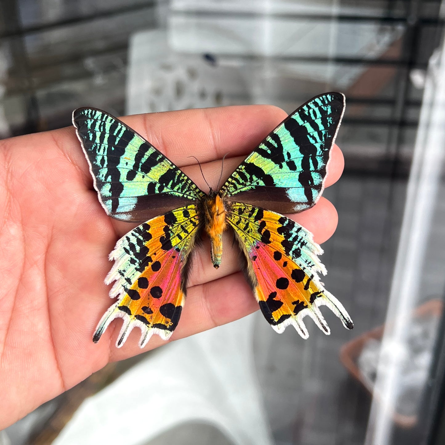 2 Real Sunset Moth Butterfly Specimen Collection Butterflies Mounted Dead Animal Preserved Entomology Oddity Scientific Lover Insect Office Desk Art Artwork Display UM-16…