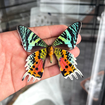 2 Real Sunset Moth Butterfly Specimen Collection Butterflies Mounted Dead Animal Preserved Entomology Oddity Scientific Lover Insect Office Desk Art Artwork Display UM-16…