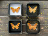 Real Framed Orange Butterfly Moth Insect White Shadow Box K18-32-TR