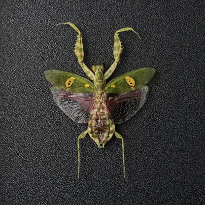 Real Jeweled Flower Mantis Pinned Specimen, Dried Insect Display for Collectors & Nature Decor