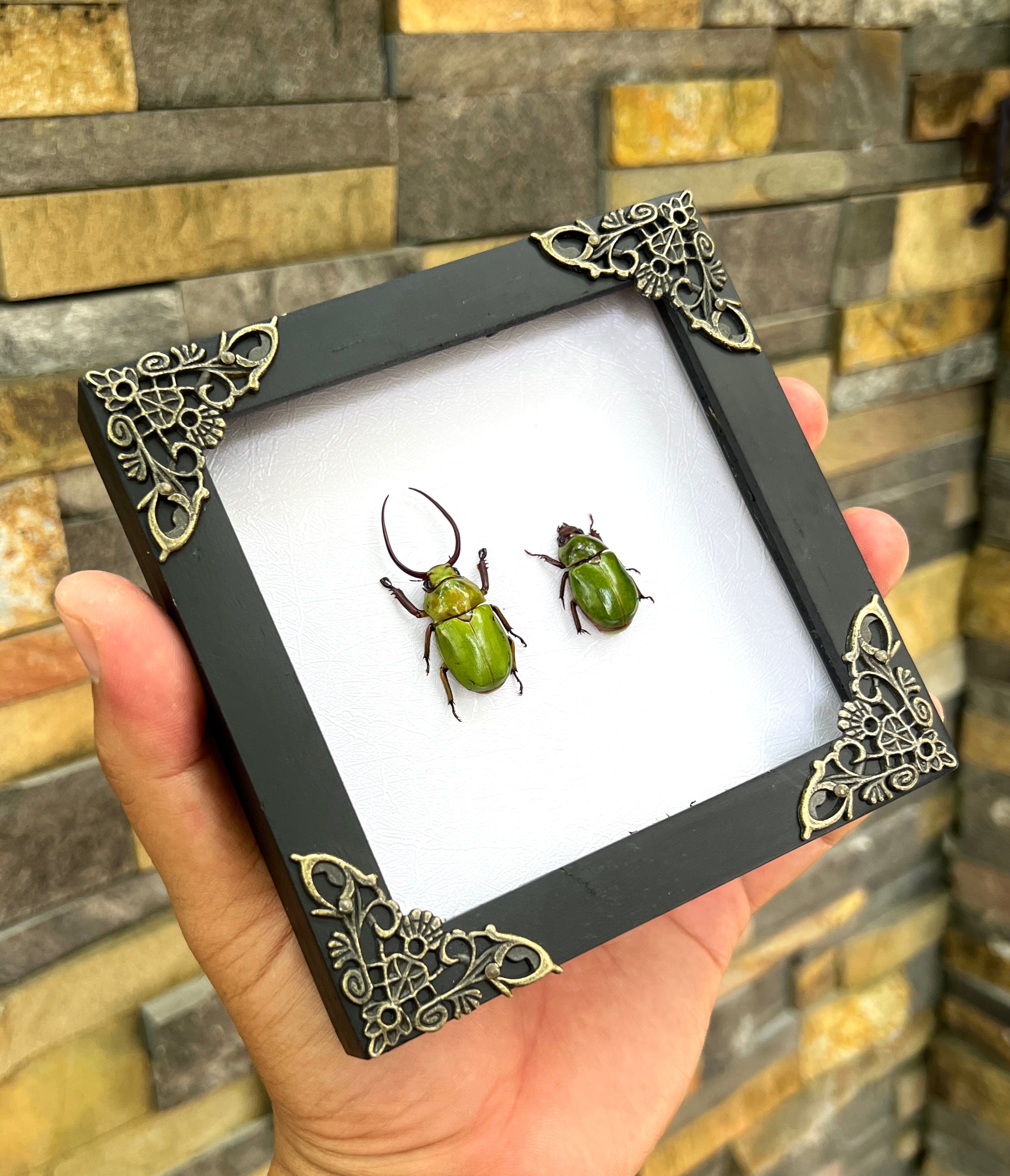 Real Framed Pair Green Beetle Shadow Box Taxidermy InsectS Bugs Frame Home Decor K12-76-DE