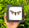 Real Framed Cicada Paratalainga Distanti Black Frame Insect Decor K12-77-TR