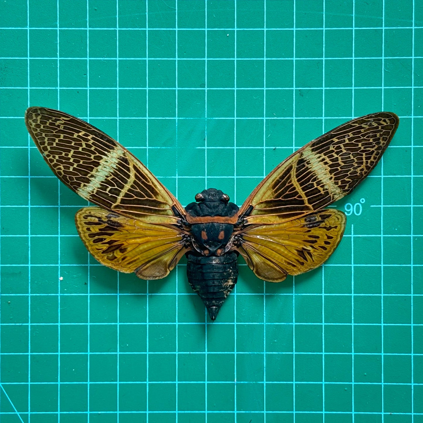 Yellow Giant Cicada Specimen, Real Dried Insect, Natural History Gallery Art Collection