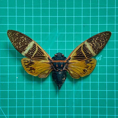 Yellow Giant Cicada Specimen, Real Dried Insect, Natural History Gallery Art Collection