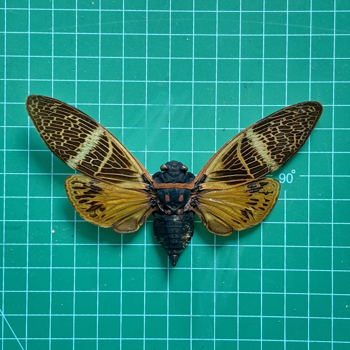 Real Giant Cicada Specimen, Insect Bug Taxidermy Open wings, Insect Entomology Display, Décor