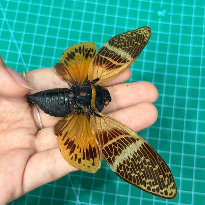Real Giant Cicada Specimen, Insect Bug Taxidermy Open wings, Insect Entomology Display, Décor
