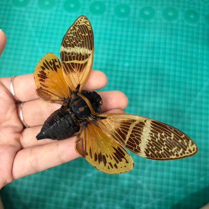 Real Giant Cicada Specimen, Insect Bug Taxidermy Open wings, Insect Entomology Display, Décor