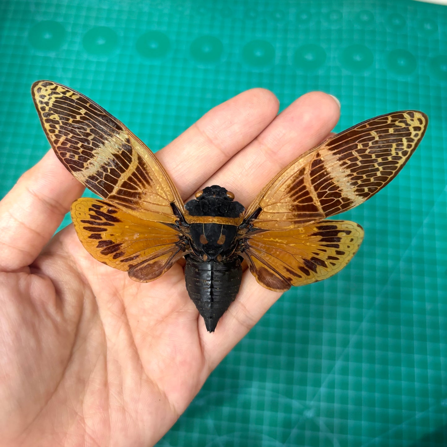 Yellow Giant Cicada Specimen, Real Dried Insect, Natural History Gallery Art Collection