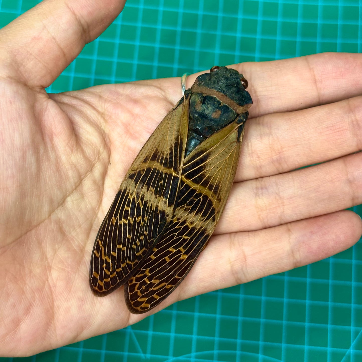 Yellow Giant Cicada Specimen, Real Dried Insect, Natural History Gallery Art Collection