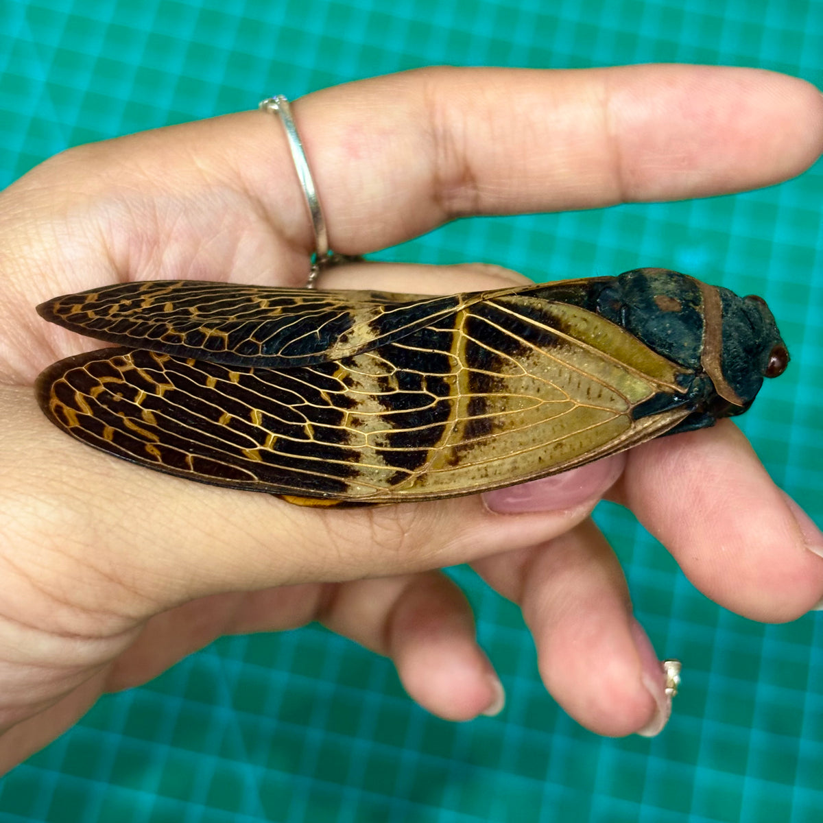 Real Giant Cicada Specimen, Insect Bug Taxidermy Open wings, Insect Entomology Display, Décor