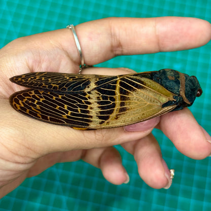 Real Giant Cicada Specimen, Insect Bug Taxidermy Open wings, Insect Entomology Display, Décor