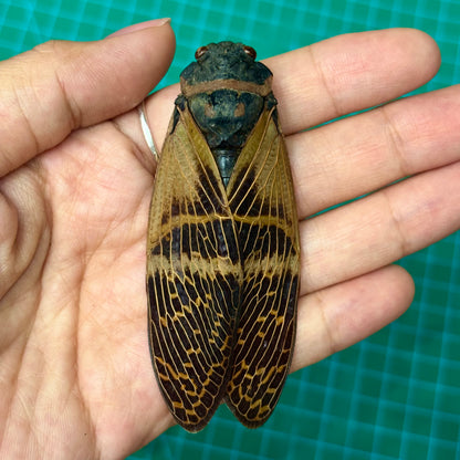 Real Giant Cicada Specimen, Insect Bug Taxidermy Open wings, Insect Entomology Display, Décor