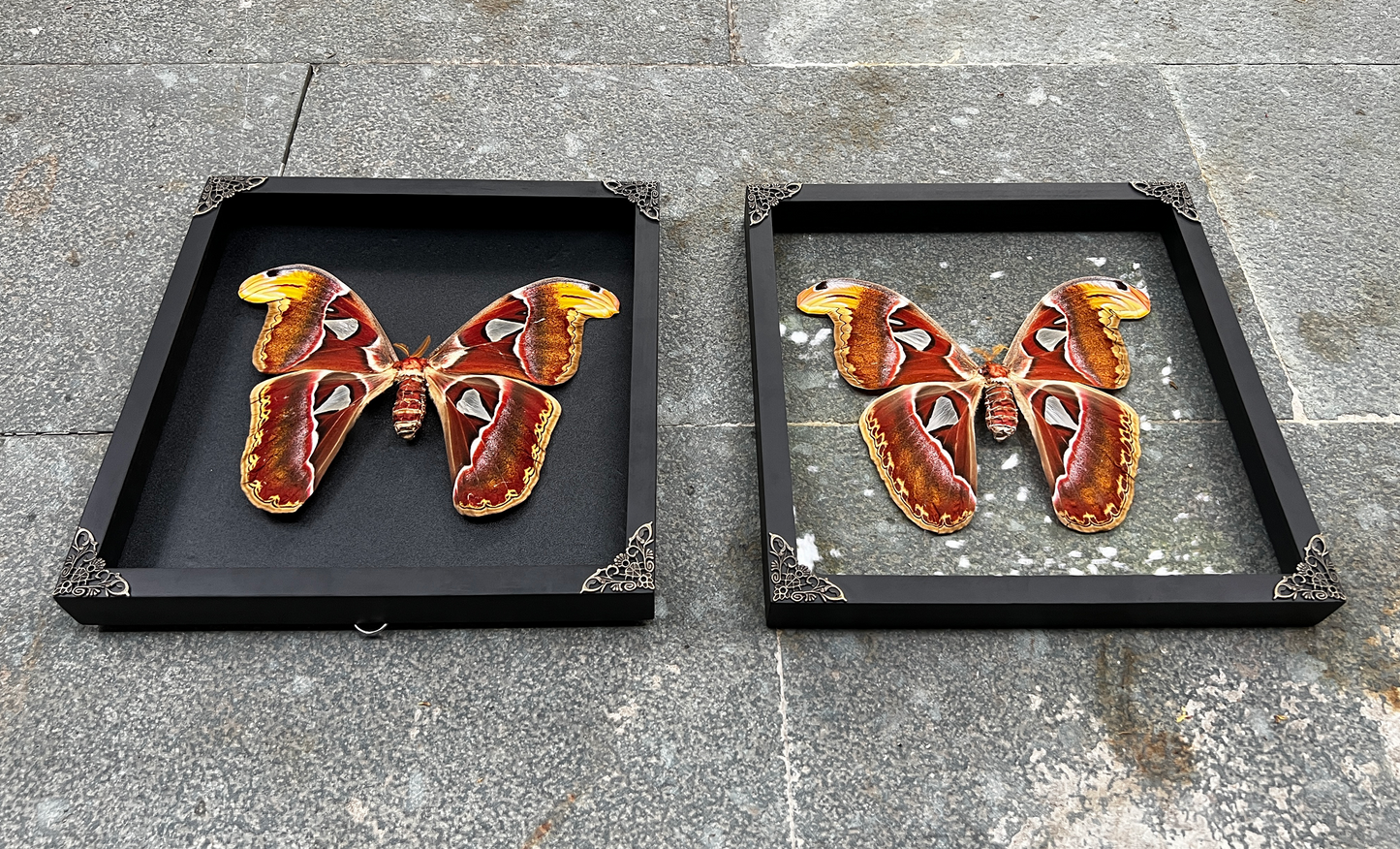 Real Atlas Moth Attacus Atlas Framed, Preserved Insect Bug, Oddity Wall Decor, Birthday Gift