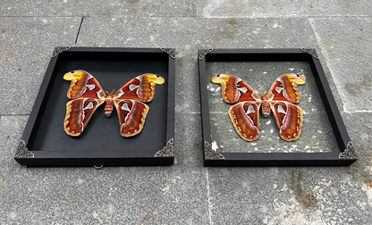 Real Atlas Moth Attacus Atlas Framed, Preserved Insect Bug, Oddity Wall Decor, Birthday Gift