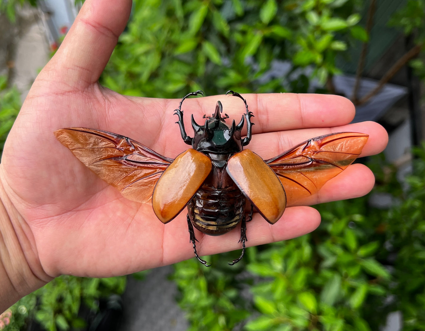 Real Rhinoceros Beetle Specimen, Insect Bug Taxidermy Open wings, Insect Entomology Display