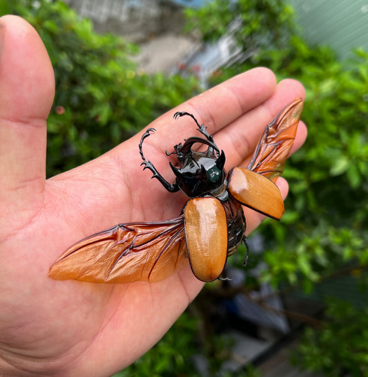 Real Rhinoceros Beetle Specimen, Insect Bug Taxidermy Open wings, Insect Entomology Display