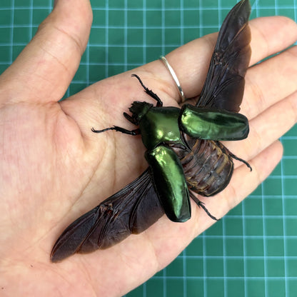 Real Rhomborhina Scarab Beetle Specimen, Insect Bug Taxidermy Open wings, Insect Entomology Display