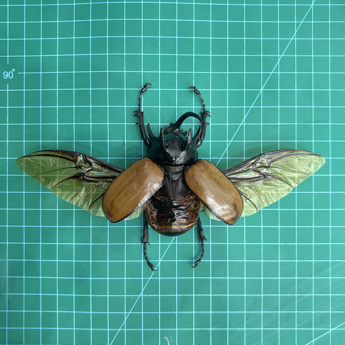 Five-Horned Rhinoceros Beetle Eupatorus gracilicornis – Real Preserved Beetle Specimen Open Wings