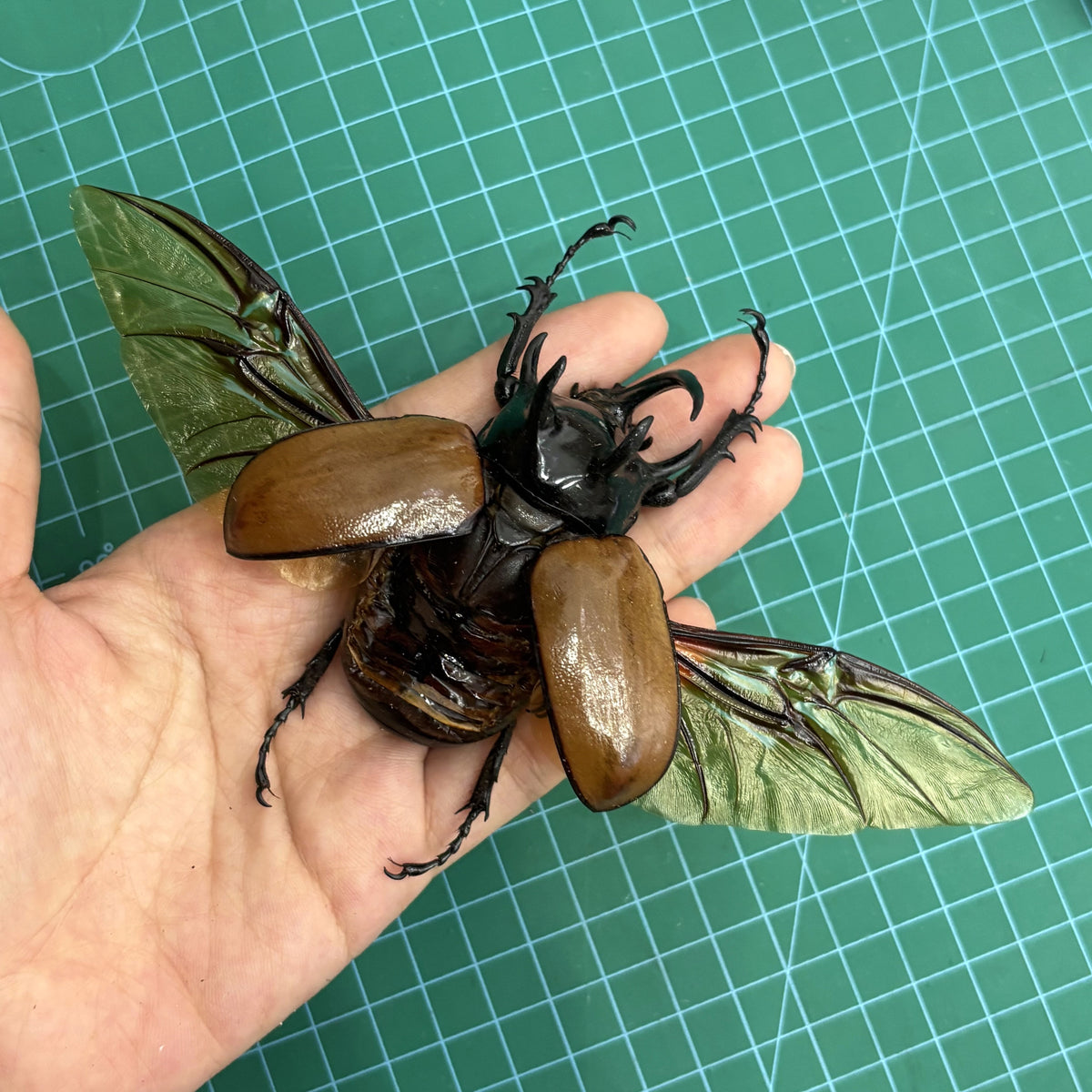 Five-Horned Rhinoceros Beetle Eupatorus gracilicornis – Real Preserved Beetle Specimen Open Wings