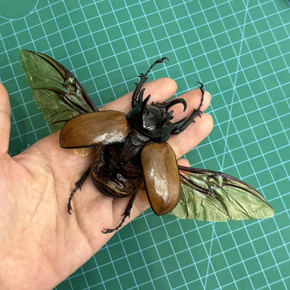 Five-Horned Rhinoceros Beetle Eupatorus gracilicornis – Real Preserved Beetle Specimen Open Wings