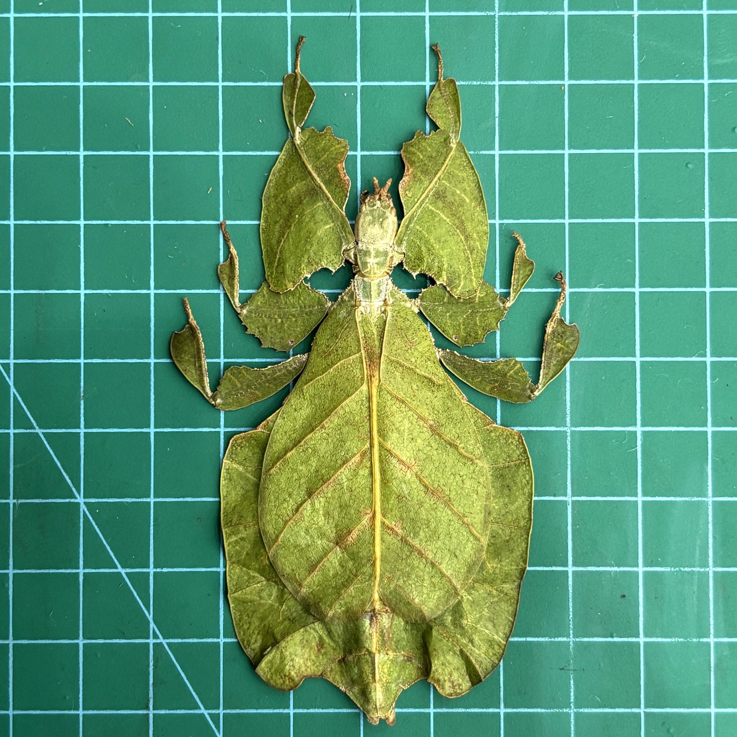 Real Green Leaf Bug Specimen, Insect Bug Taxidermy, Insect Entomology Display, Décor