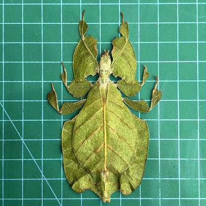 Real Green Leaf Bug Specimen, Insect Bug Taxidermy, Insect Entomology Display, Décor