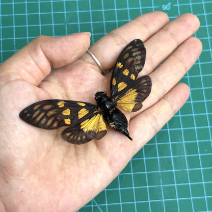 Real Butterfly Cicada Specimen, Insect Bug Taxidermy Open wings, Insect Entomology Display
