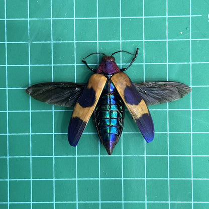 Jewel Beetle Chrysochroa corbetti – Real Preserved Beetle Specimen