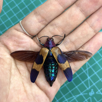 Real Jewel Beetle Specimen, Insect Bug Taxidermy Open wings, Insect Entomology Display
