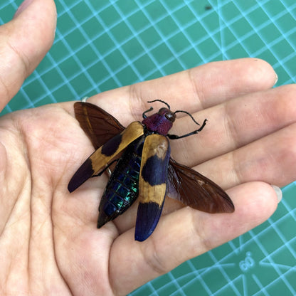 Real Jewel Beetle Specimen, Insect Bug Taxidermy Open wings, Insect Entomology Display