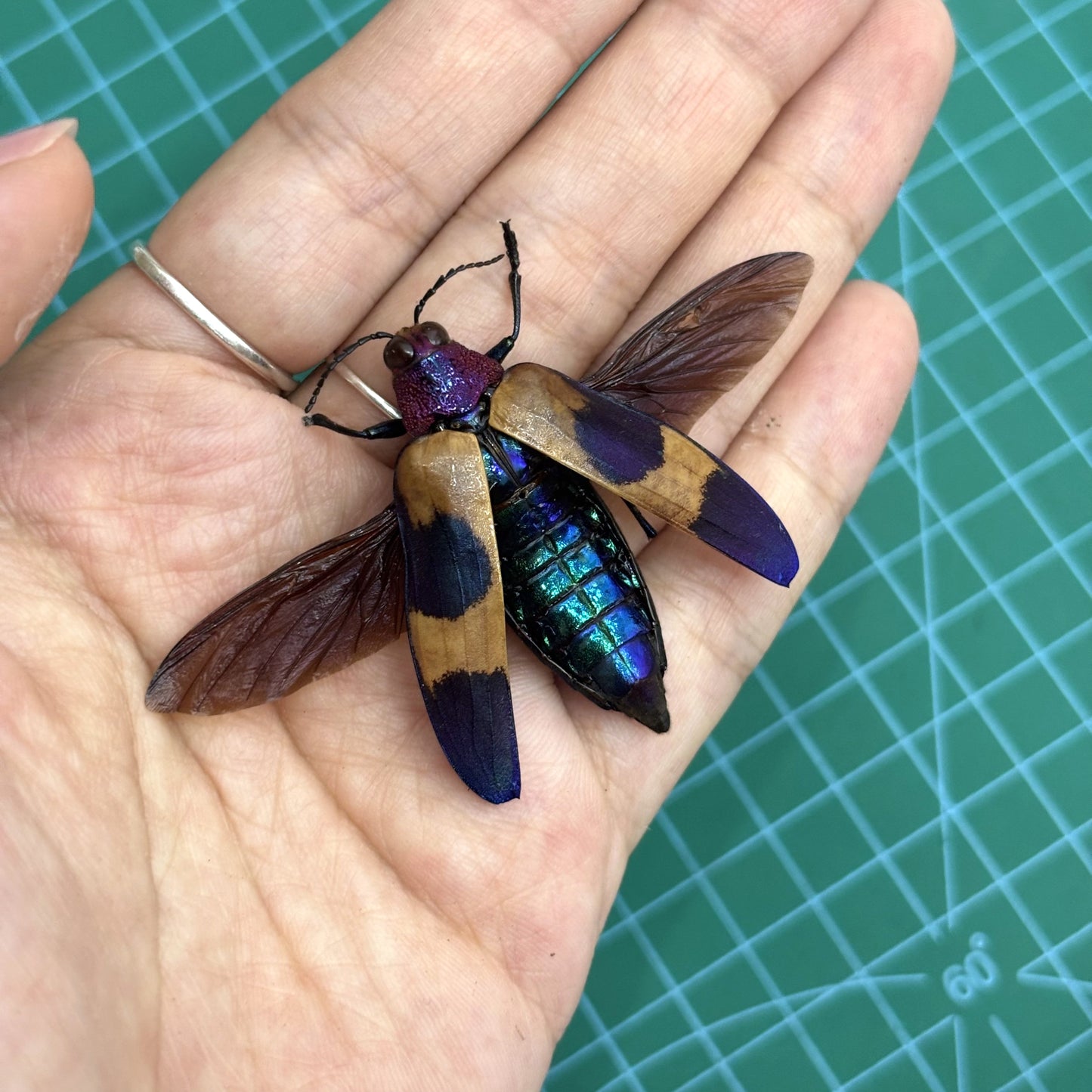 Real Jewel Beetle Specimen, Insect Bug Taxidermy Open wings, Insect Entomology Display