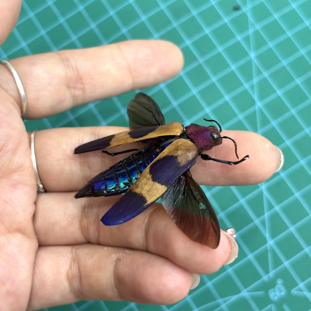 Real Jewel Beetle Specimen, Insect Bug Taxidermy Open wings, Insect Entomology Display