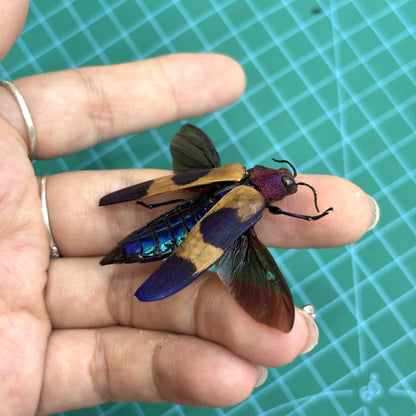 Real Jewel Beetle Specimen, Insect Bug Taxidermy Open wings, Insect Entomology Display