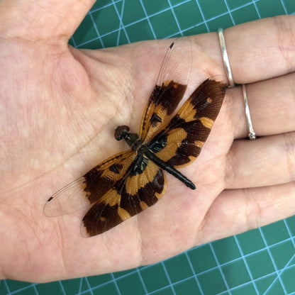 Real Dragonfly Rhyothemis variegata Specimen, Pinned Dried Insect Taxidermy, Entomology Specimen, Bug Art Collection