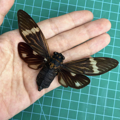 Real Black Cicada Specimen, Insect Bug Taxidermy Open wings, Insect Entomology Display