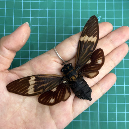 Real Black Cicada Specimen, Insect Bug Taxidermy Open wings, Insect Entomology Display