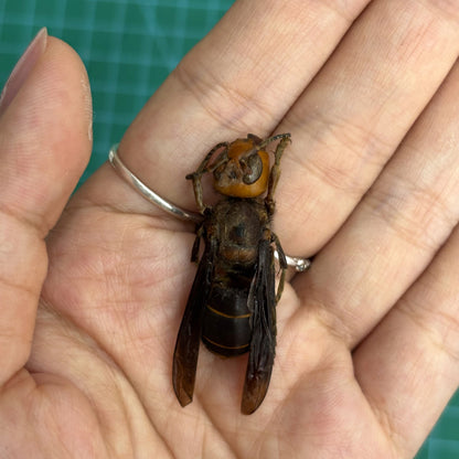 Real Vespa mandarinia Specimen, Insect Bug Taxidermy Open wings, Insect Entomology Display