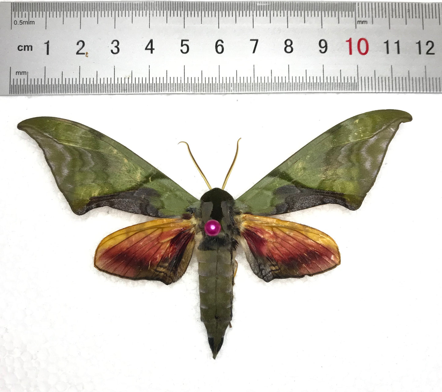 Real Framed Callambulyx Rubricosa Moth Specimen Insect Wall Art Hanging Decoration Artwork Oddity Home Decor Gallery