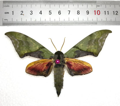 Real Framed Callambulyx Rubricosa Moth Specimen Insect Wall Art Hanging Decoration Artwork Oddity Home Decor Gallery