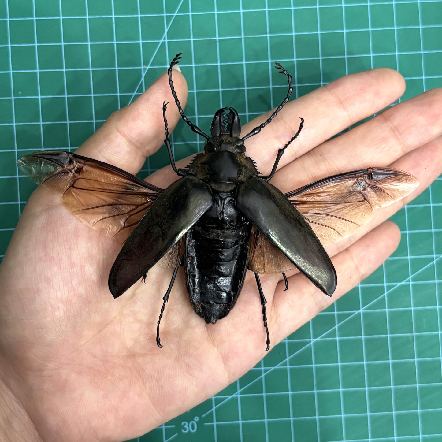 Real Stag Beetle Specimen, Insect Bug Taxidermy Open wings, Insect Entomology Display