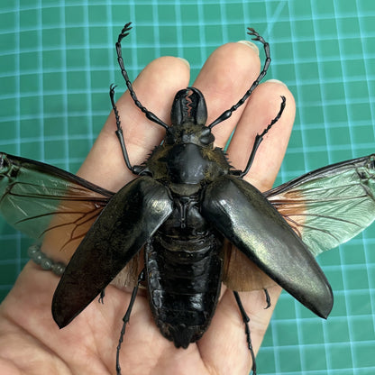 Real Stag Beetle Specimen, Insect Bug Taxidermy Open wings, Insect Entomology Display