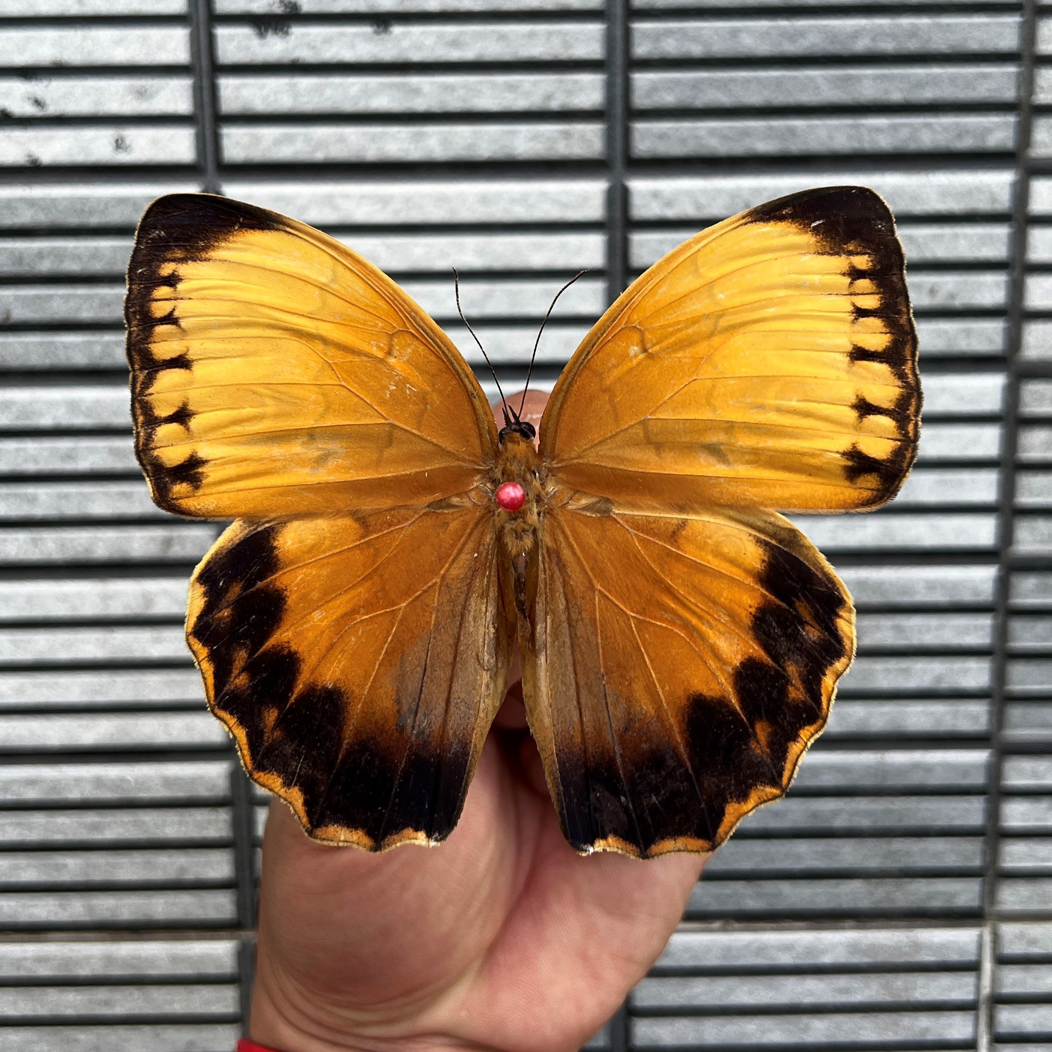 Real Orange Butterfly Specimens Unmounted Dried Insect Beetle Spread Taxidermy Collections